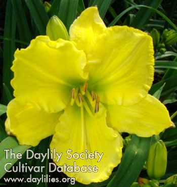 Daylily Grande Bis